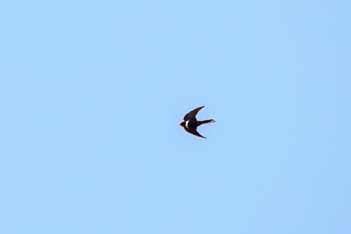 White-banded Swallow - ML637437280