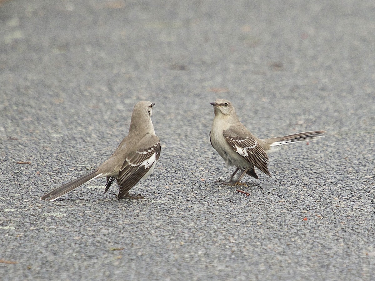 Adult