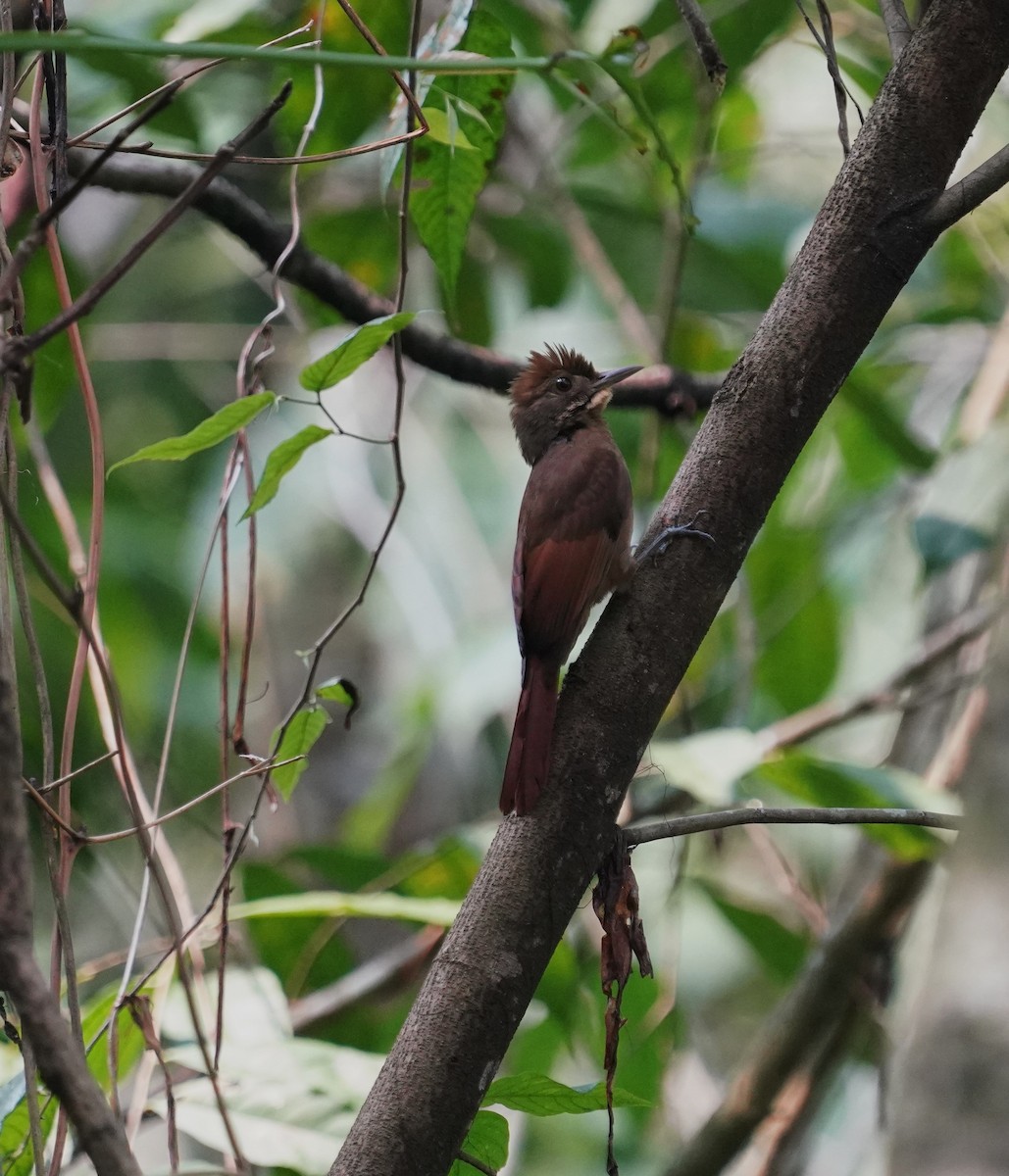 Tawny-winged Woodcreeper - ML637437511
