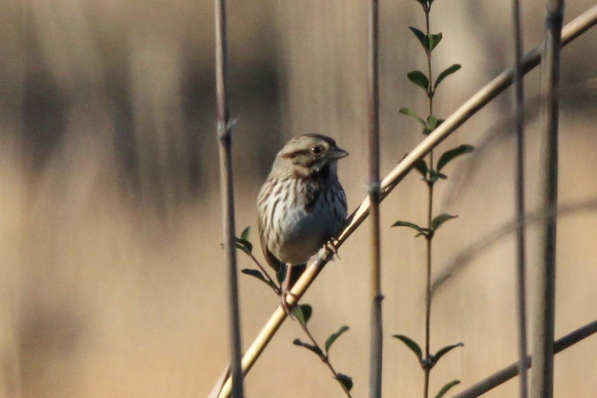 Song Sparrow - ML637437687