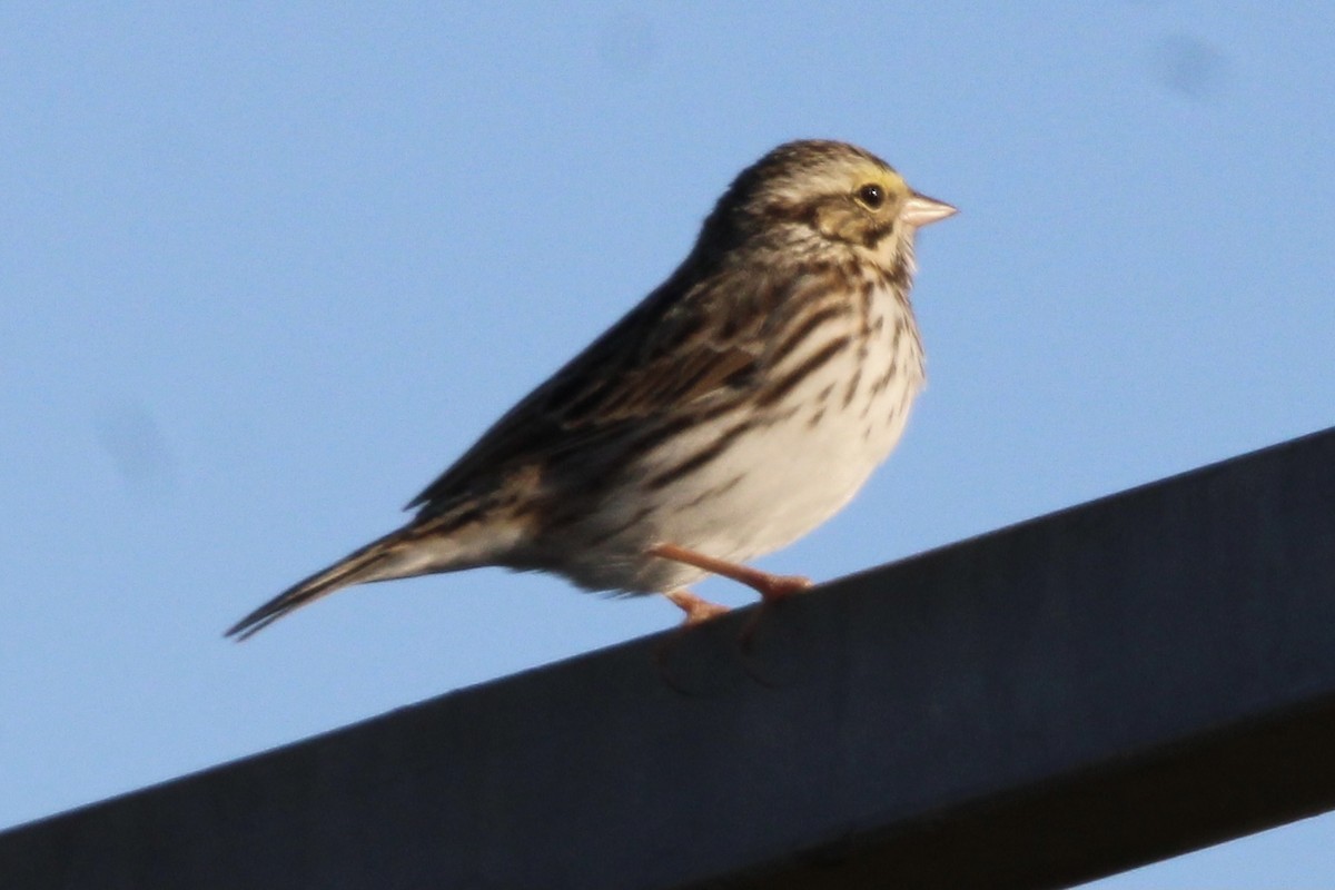 Savannah Sparrow - ML637437697