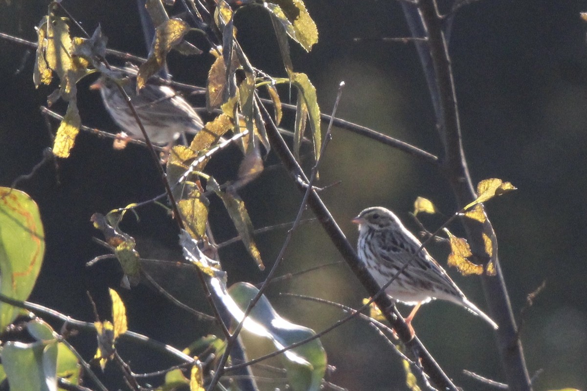 Savannah Sparrow - ML637437698