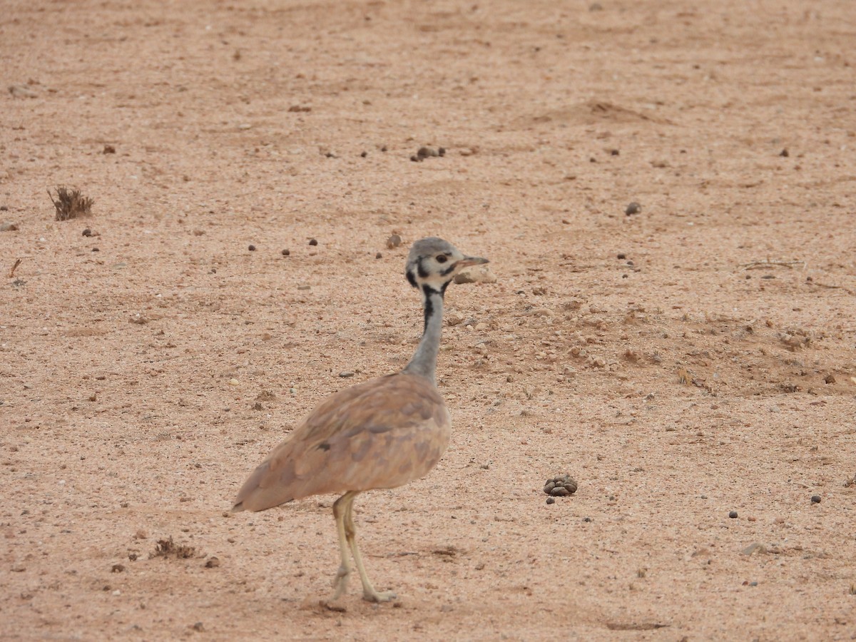 Rüppell's Bustard - ML637437739