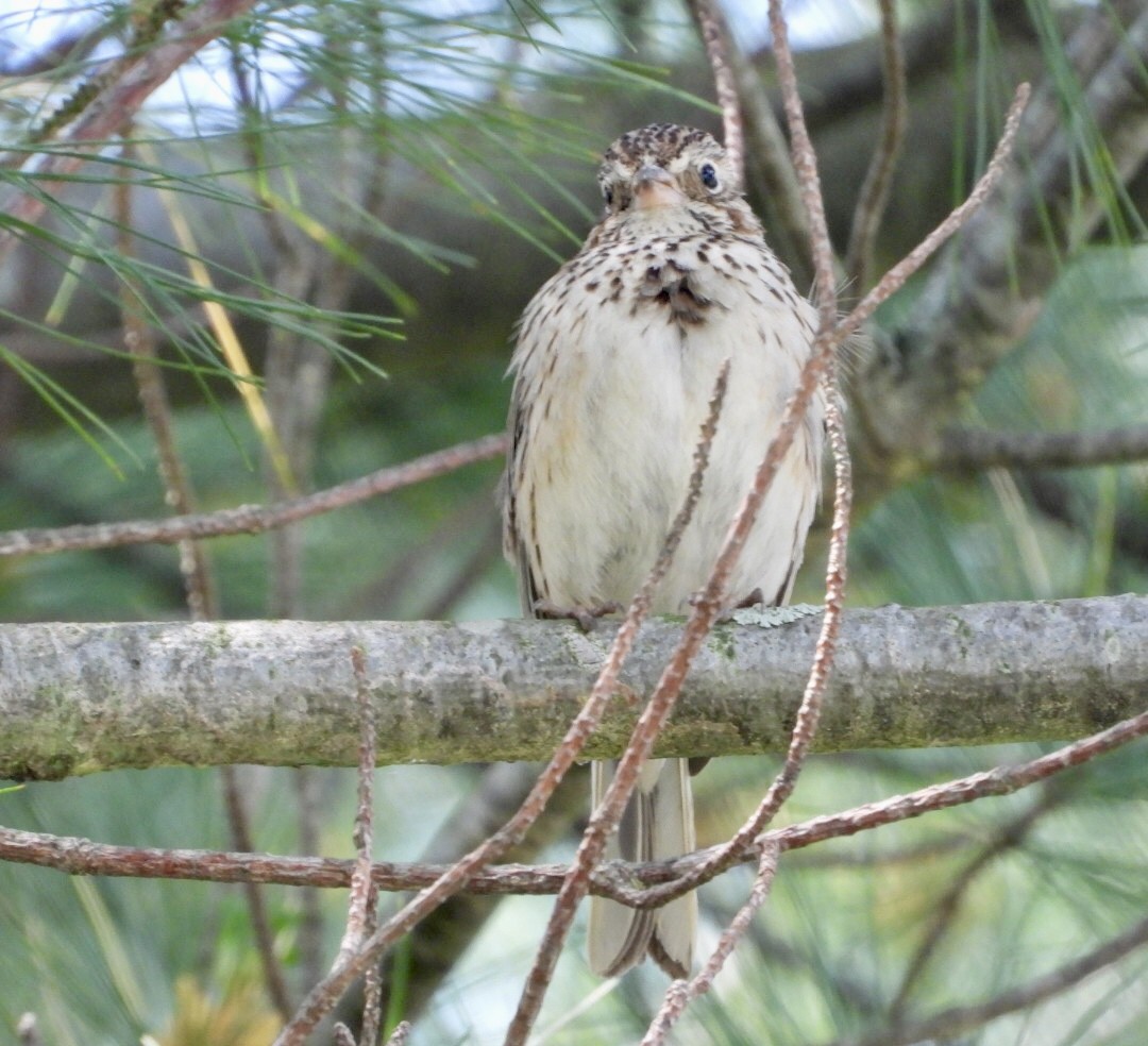 Vesper Sparrow - ML637437742