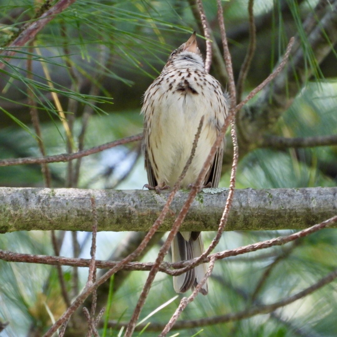 Vesper Sparrow - ML637437743