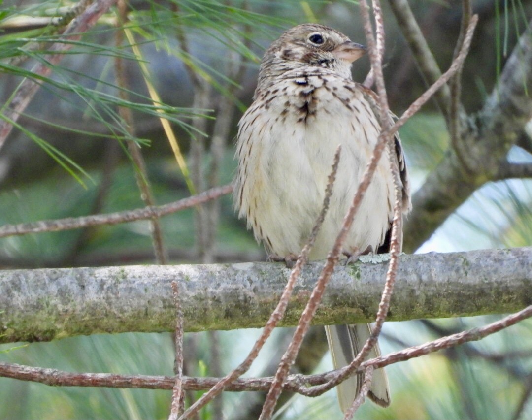 Vesper Sparrow - ML637437744
