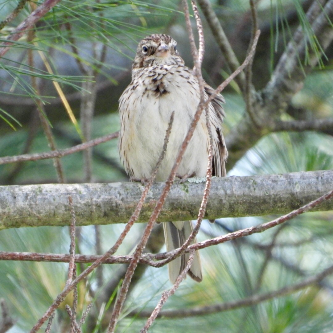 Vesper Sparrow - ML637437745