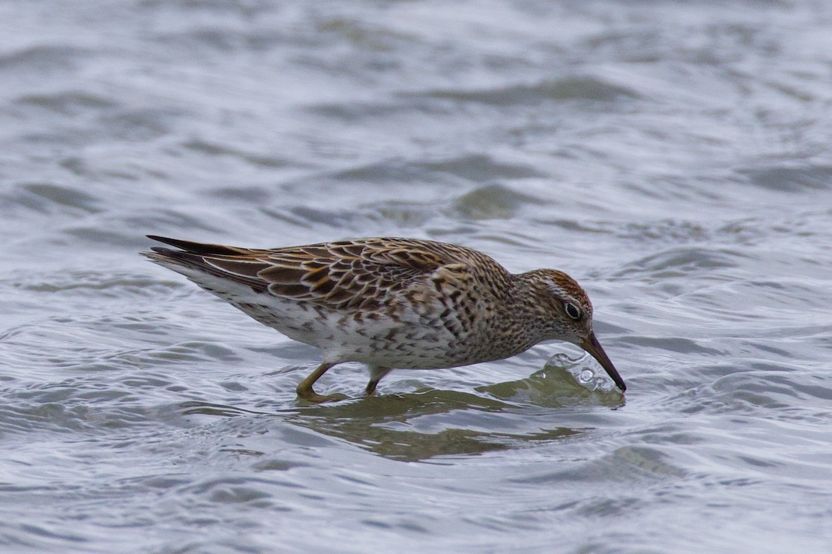 Sharp-tailed Sandpiper - ML637437801