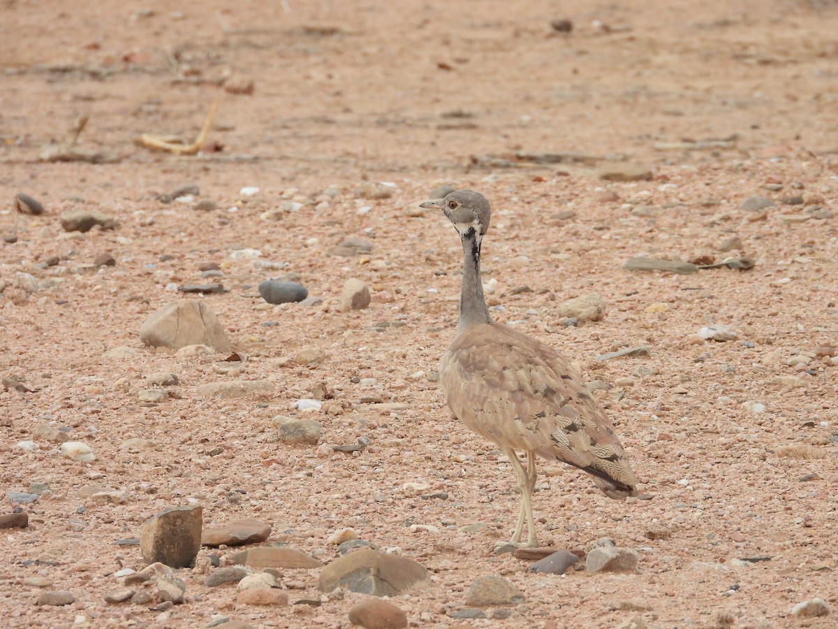 Rüppell's Bustard - ML637437818