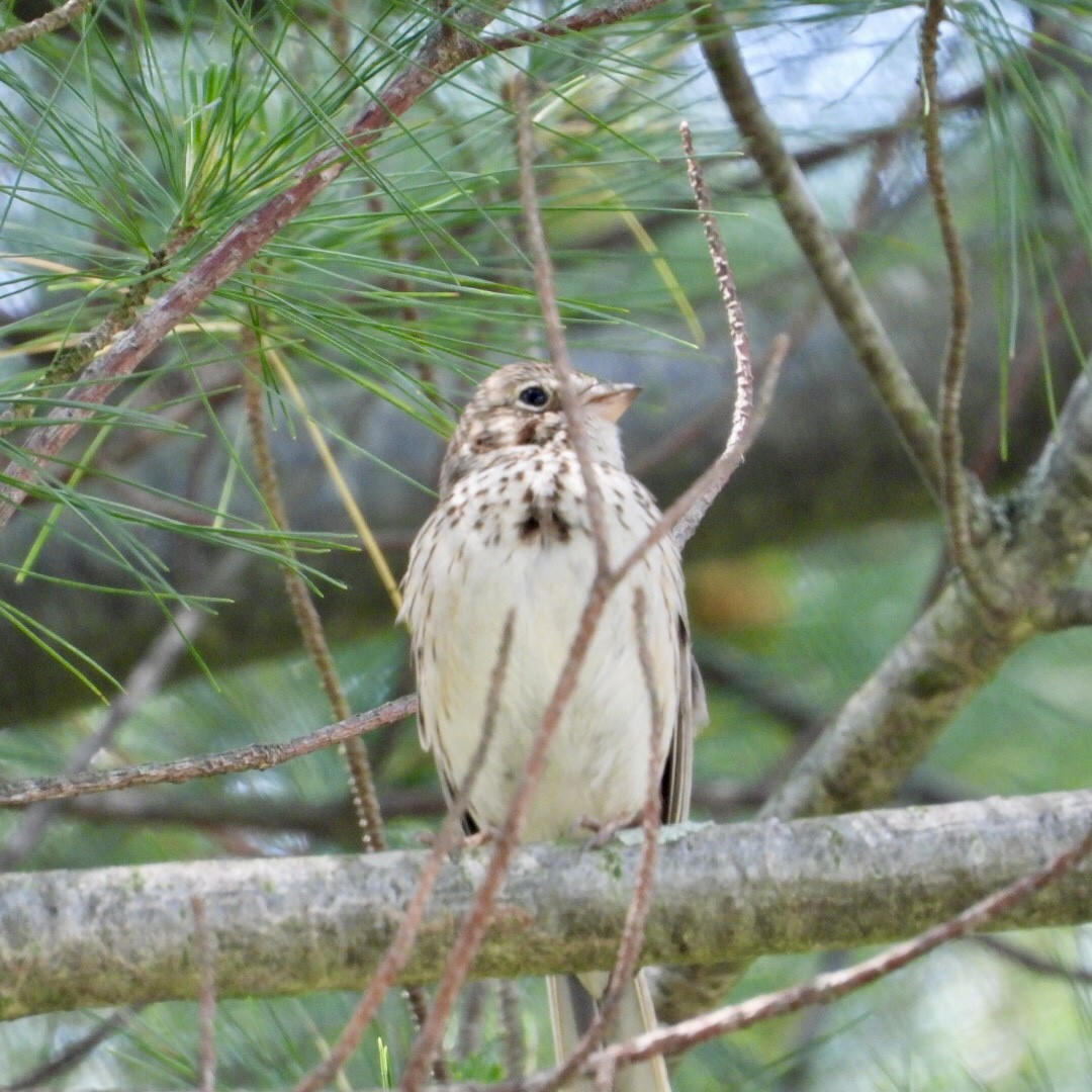 Vesper Sparrow - ML637437830