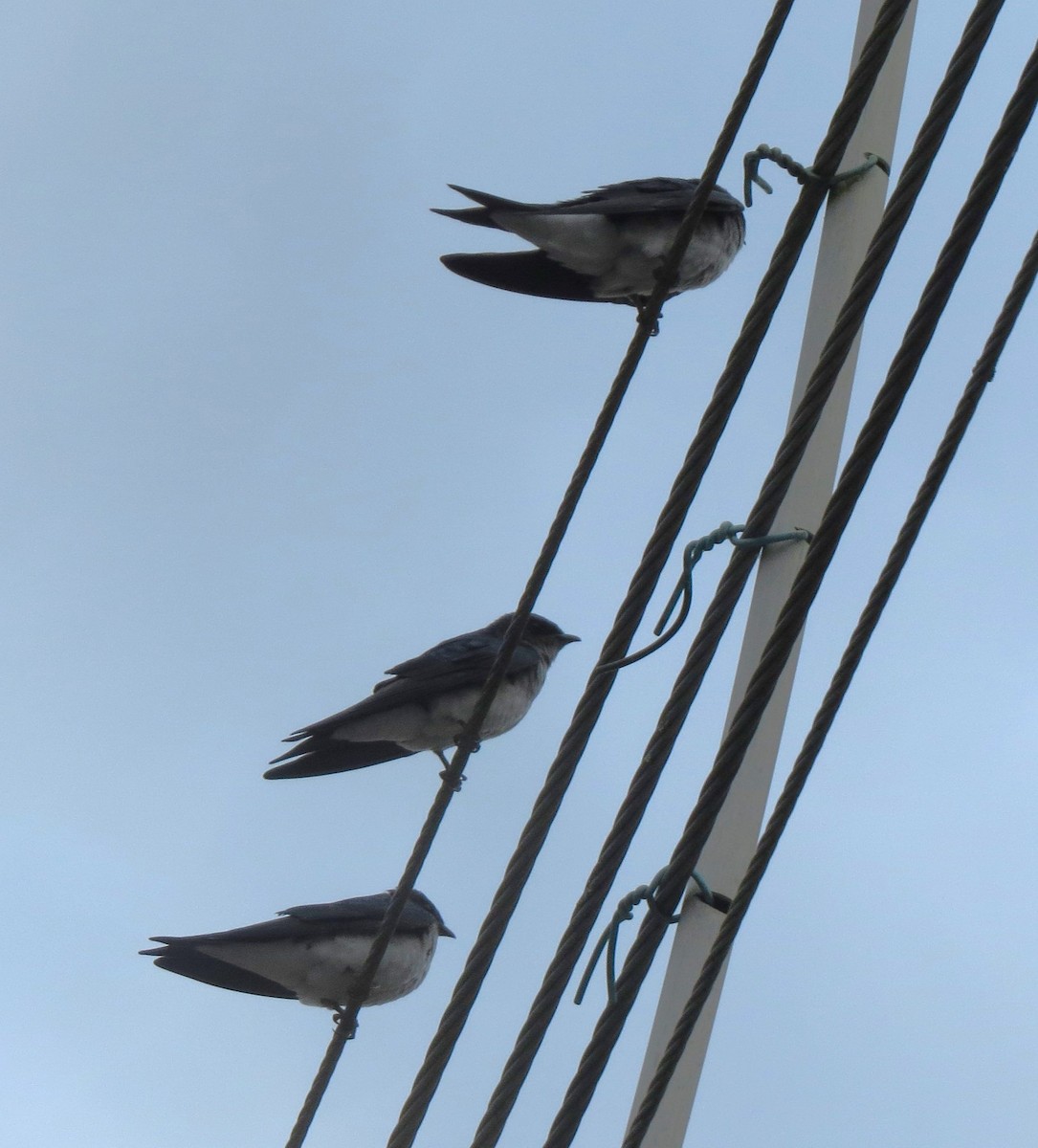 Gray-breasted Martin - ML637437831