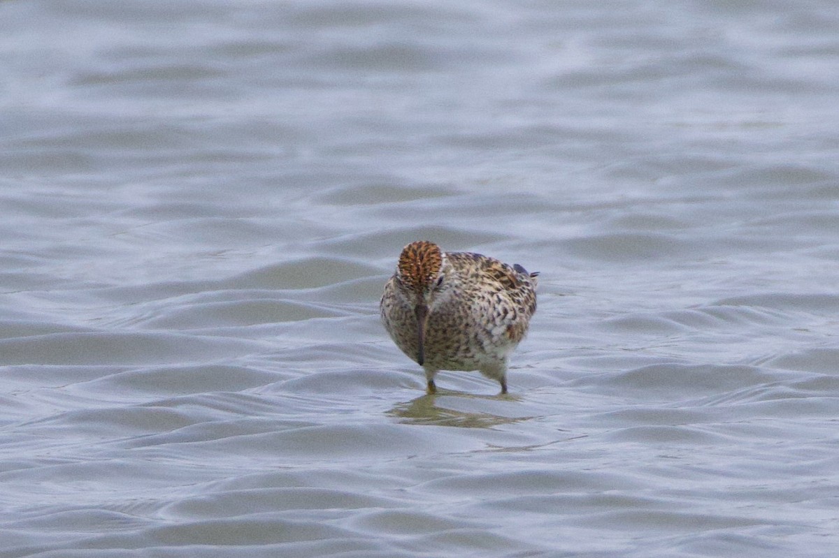 Sharp-tailed Sandpiper - ML637437843