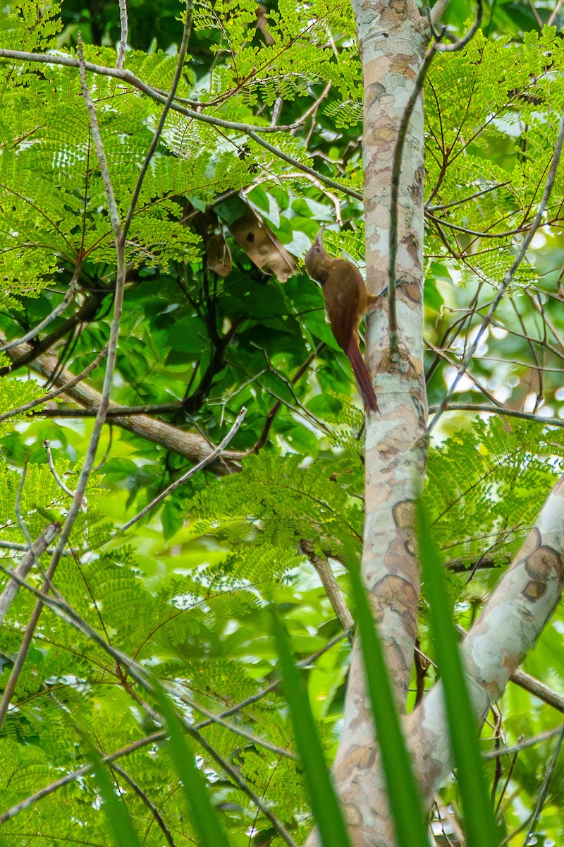 Cinnamon-throated Woodcreeper - ML637437894