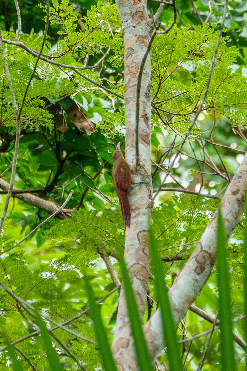Cinnamon-throated Woodcreeper - ML637437895