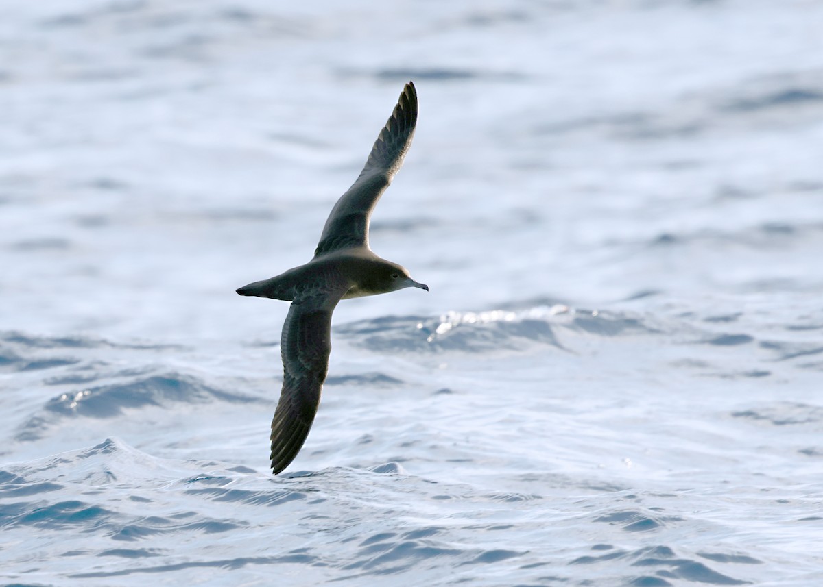 Sooty Shearwater - ML637437896