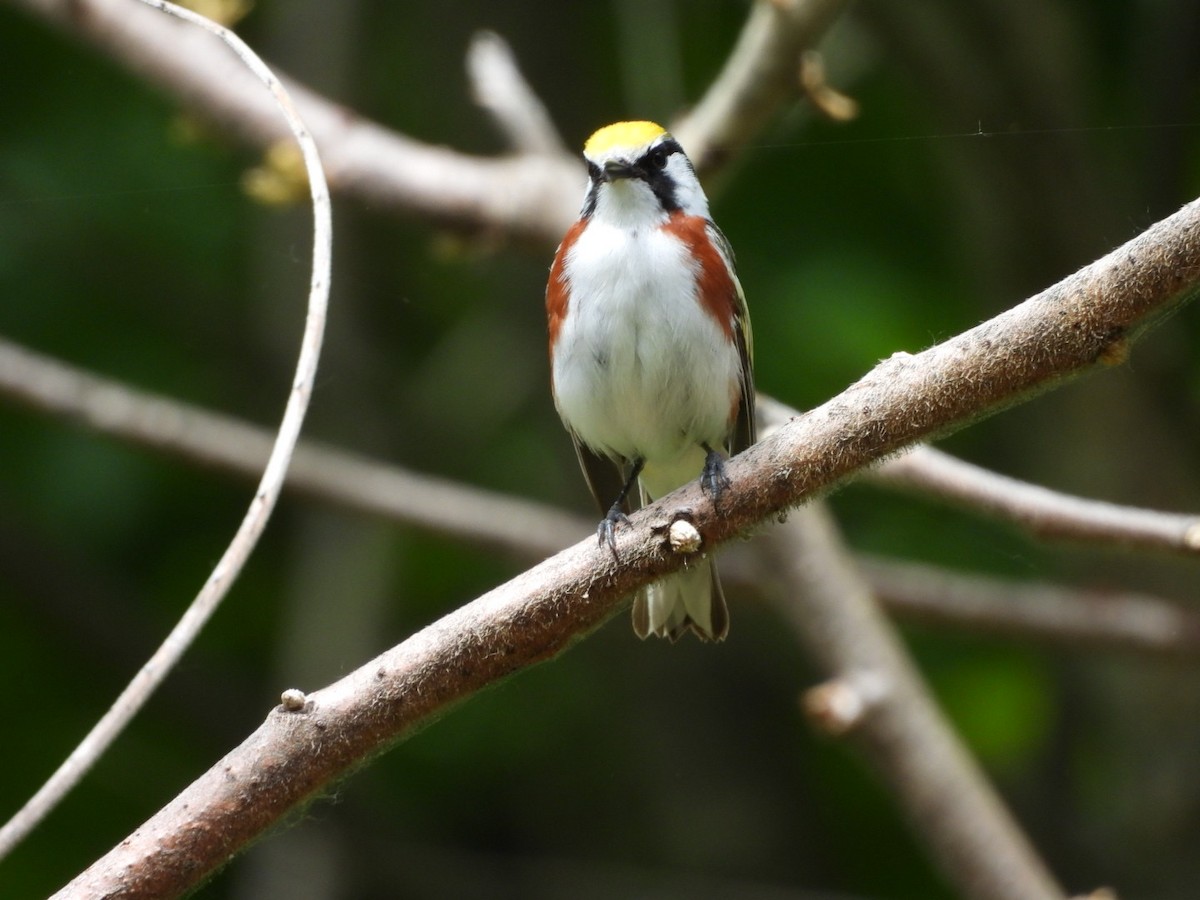 Chestnut-sided Warbler - ML637437909