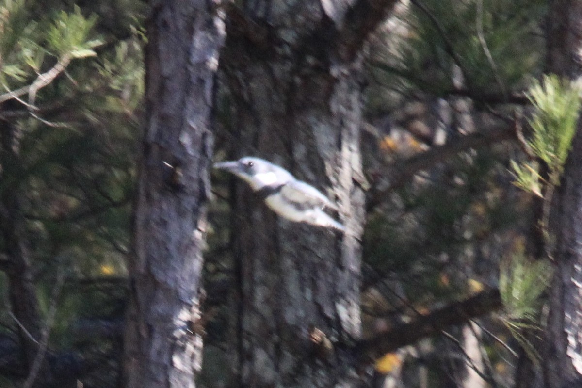 Belted Kingfisher - ML637437919