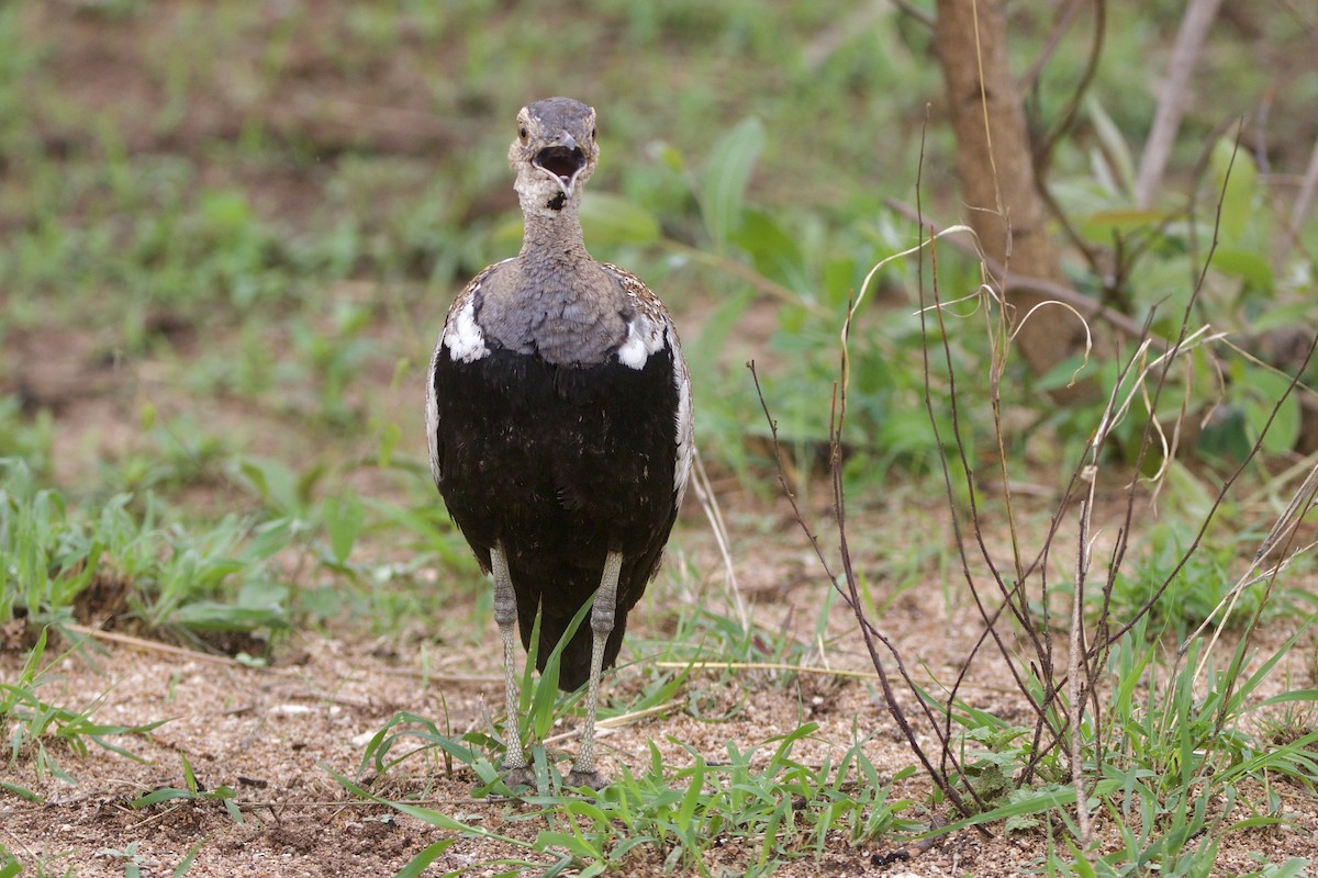 Red-crested Bustard - ML637437927