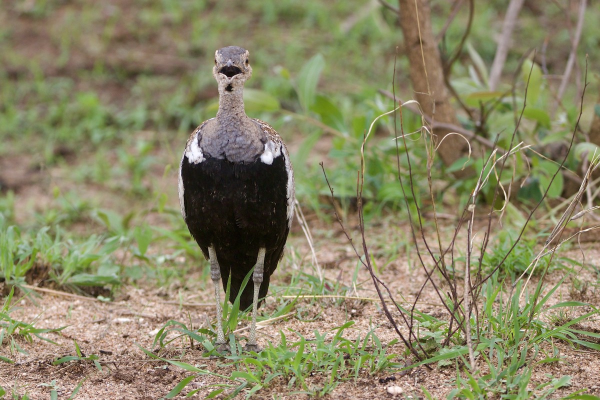 Red-crested Bustard - ML637437929