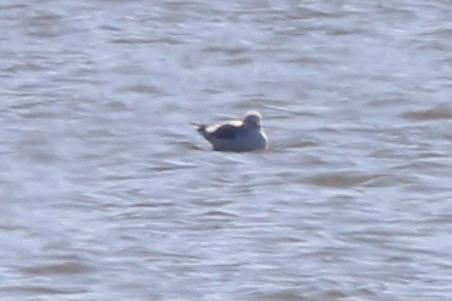 gull sp. - ML637437961