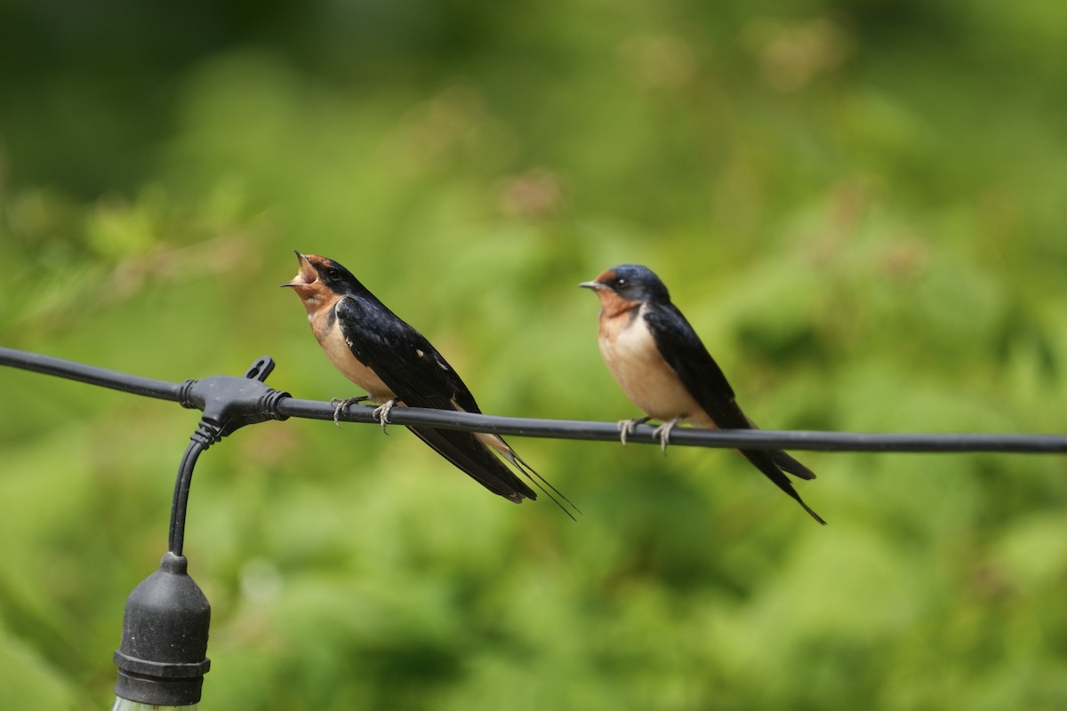Barn Swallow - ML637437997