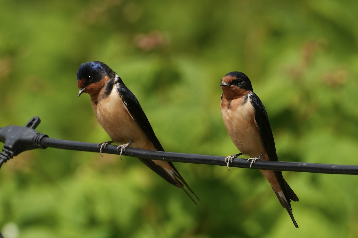 Barn Swallow - ML637438000