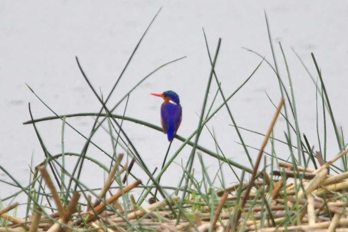 Malachite Kingfisher (Mainland) - ML637438032