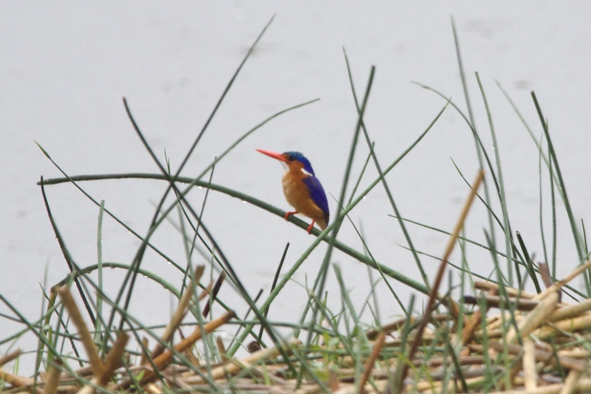 Malachite Kingfisher (Mainland) - ML637438033
