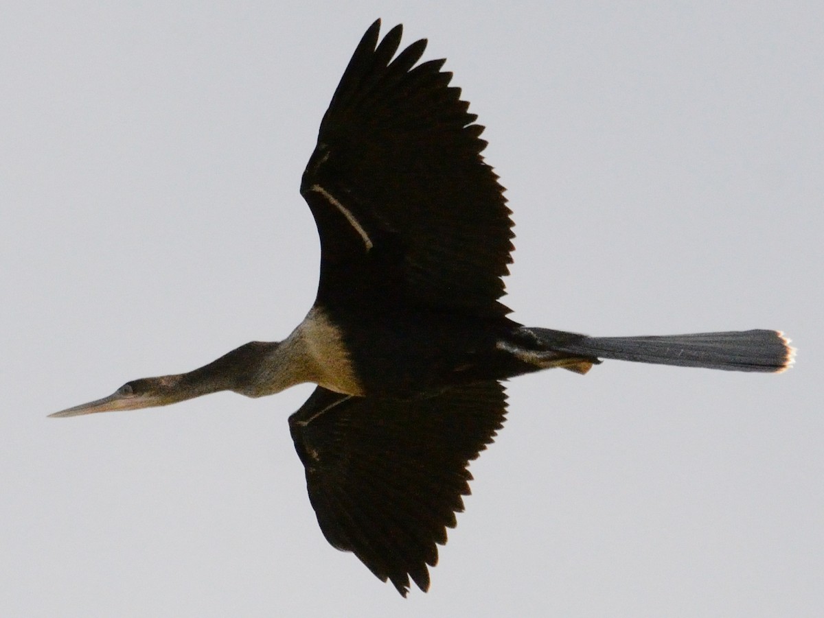 Anhinga - ML637438052
