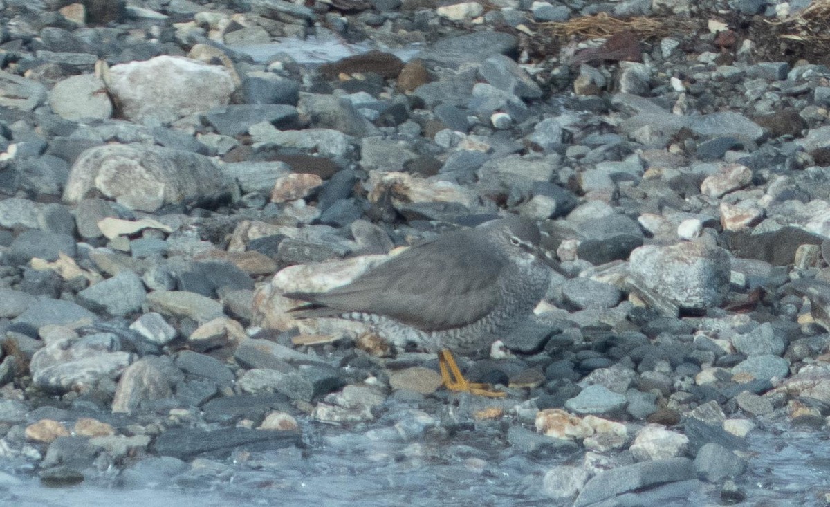 Wandering Tattler - ML637438084