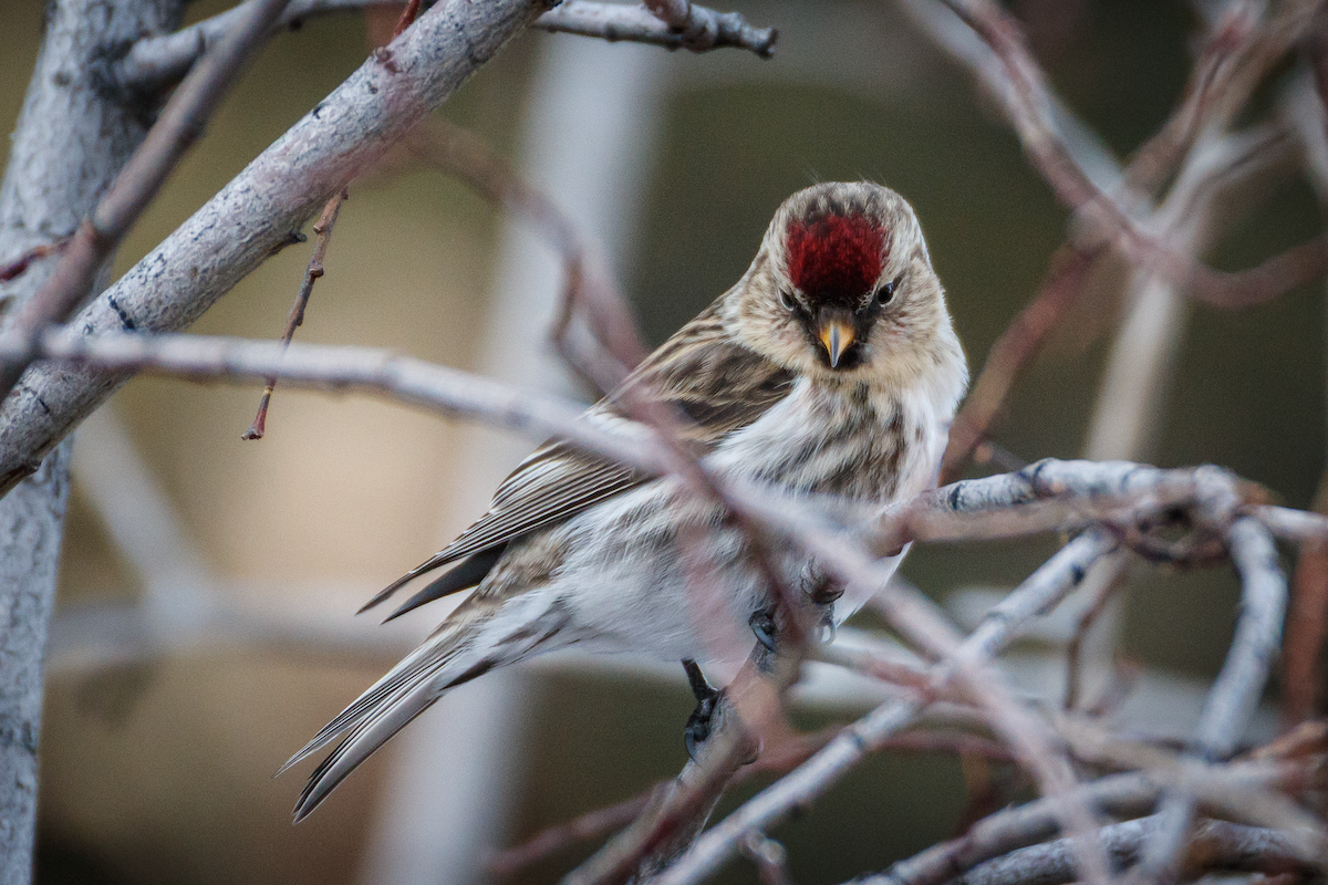 Redpoll (Common) - ML637438099