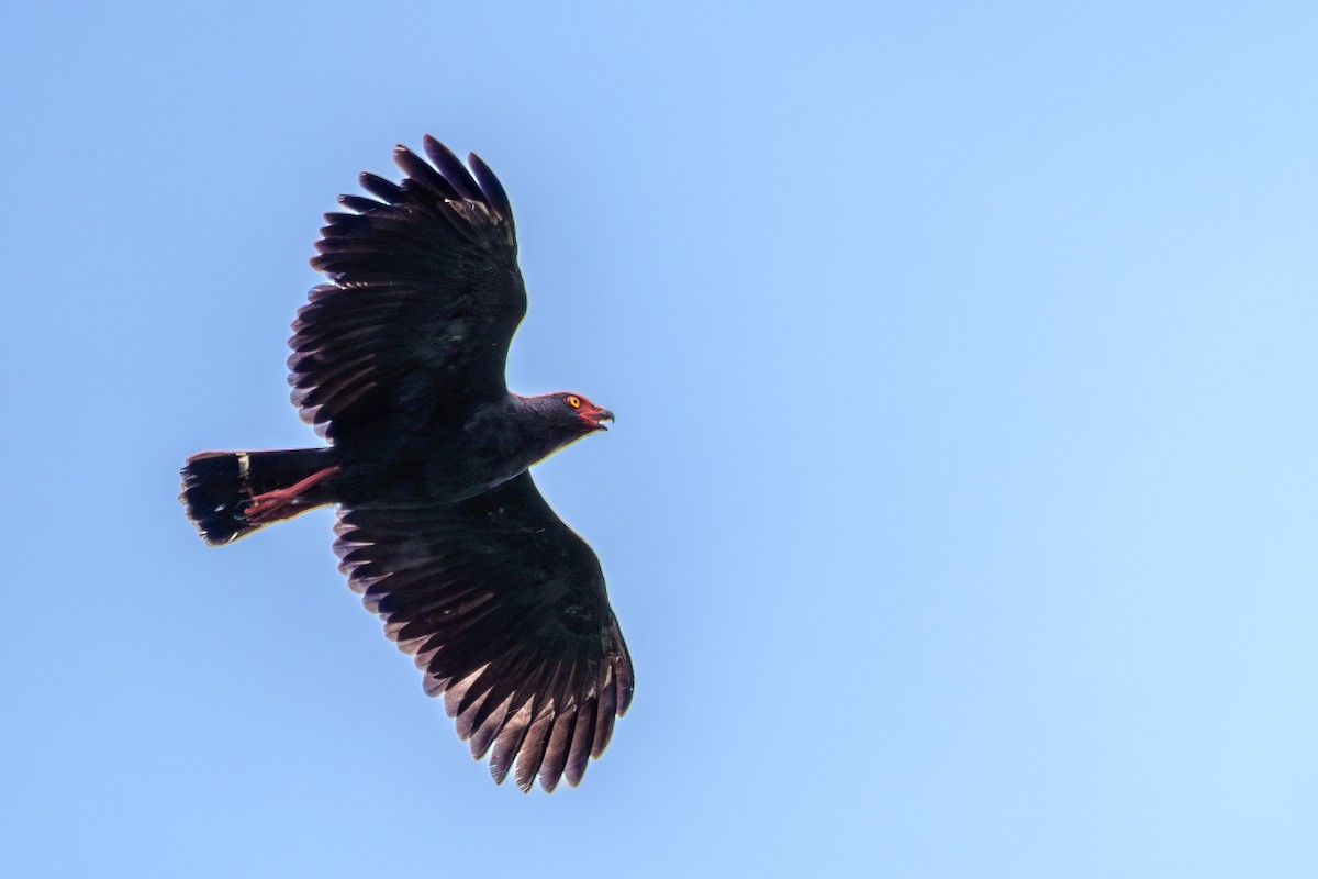 Slate-colored Hawk - ML637438151