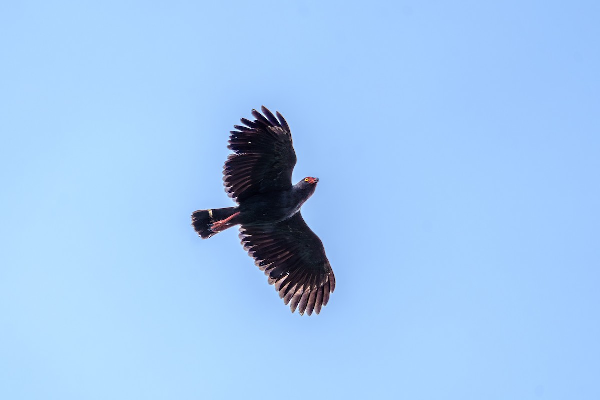 Slate-colored Hawk - ML637438152