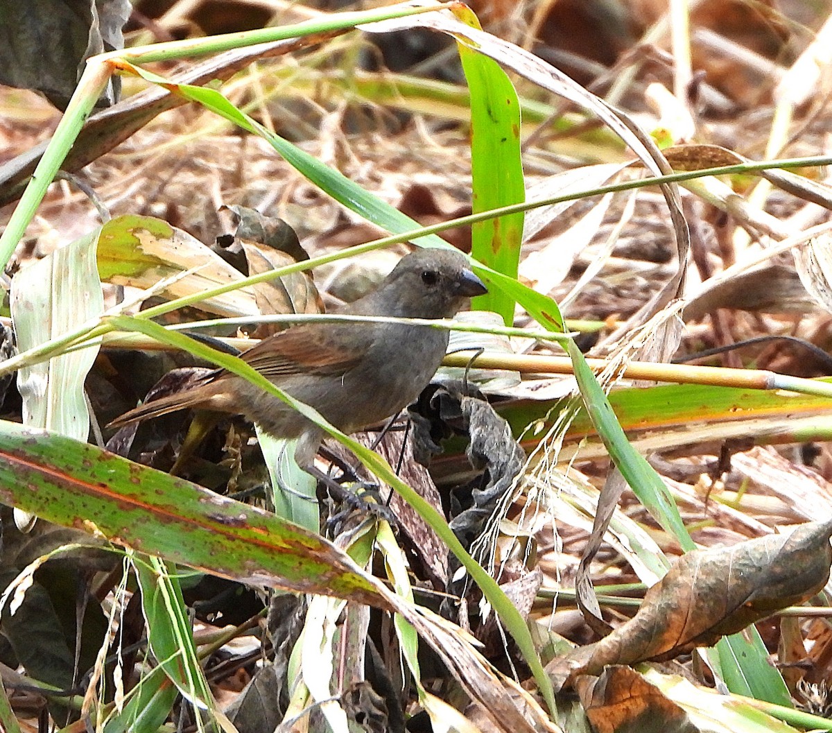 Barbados Bullfinch - ML637438268