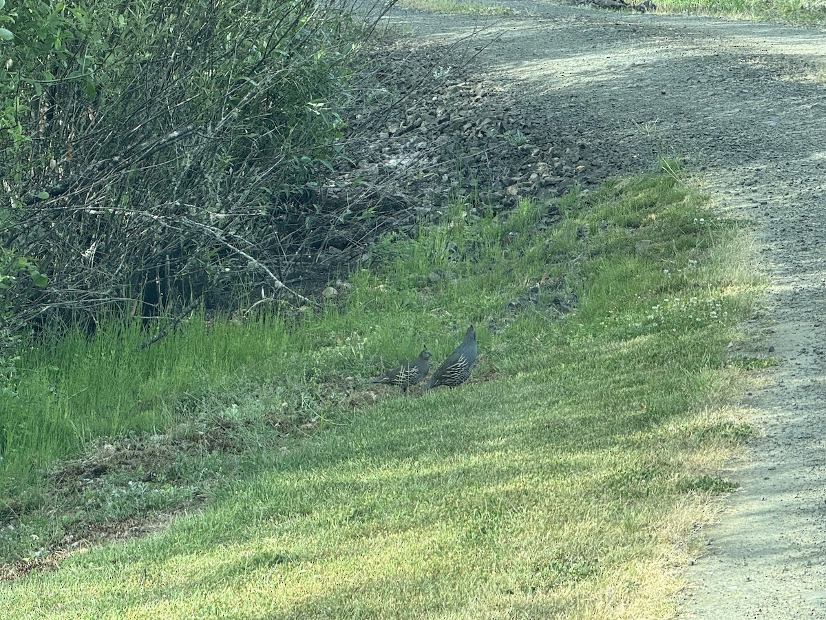 California Quail - ML637438276