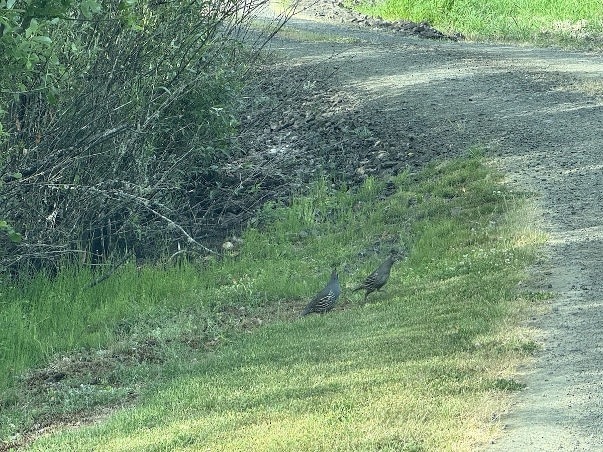 California Quail - ML637438277