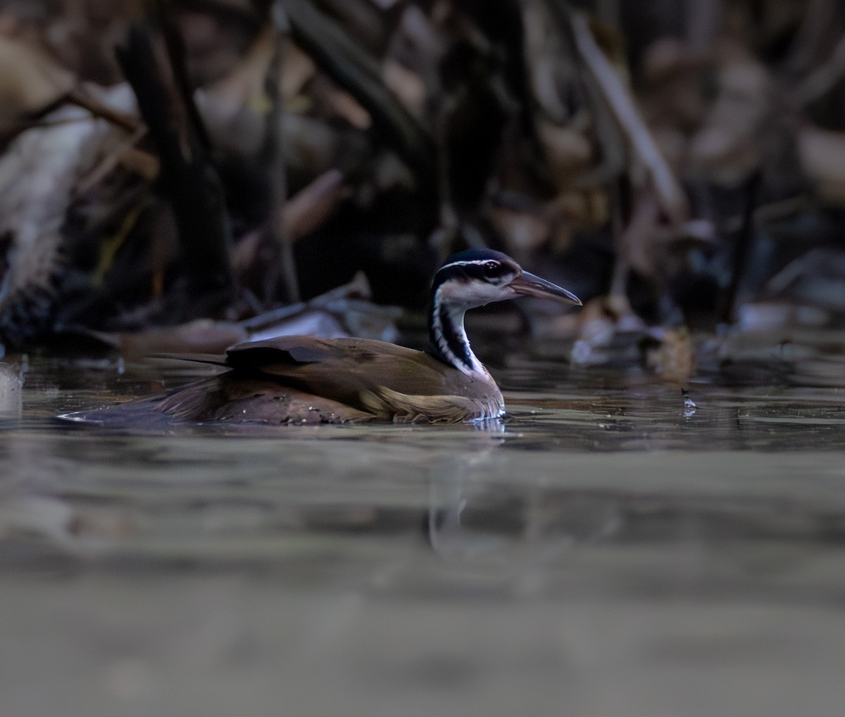 Sungrebe - ML637438411