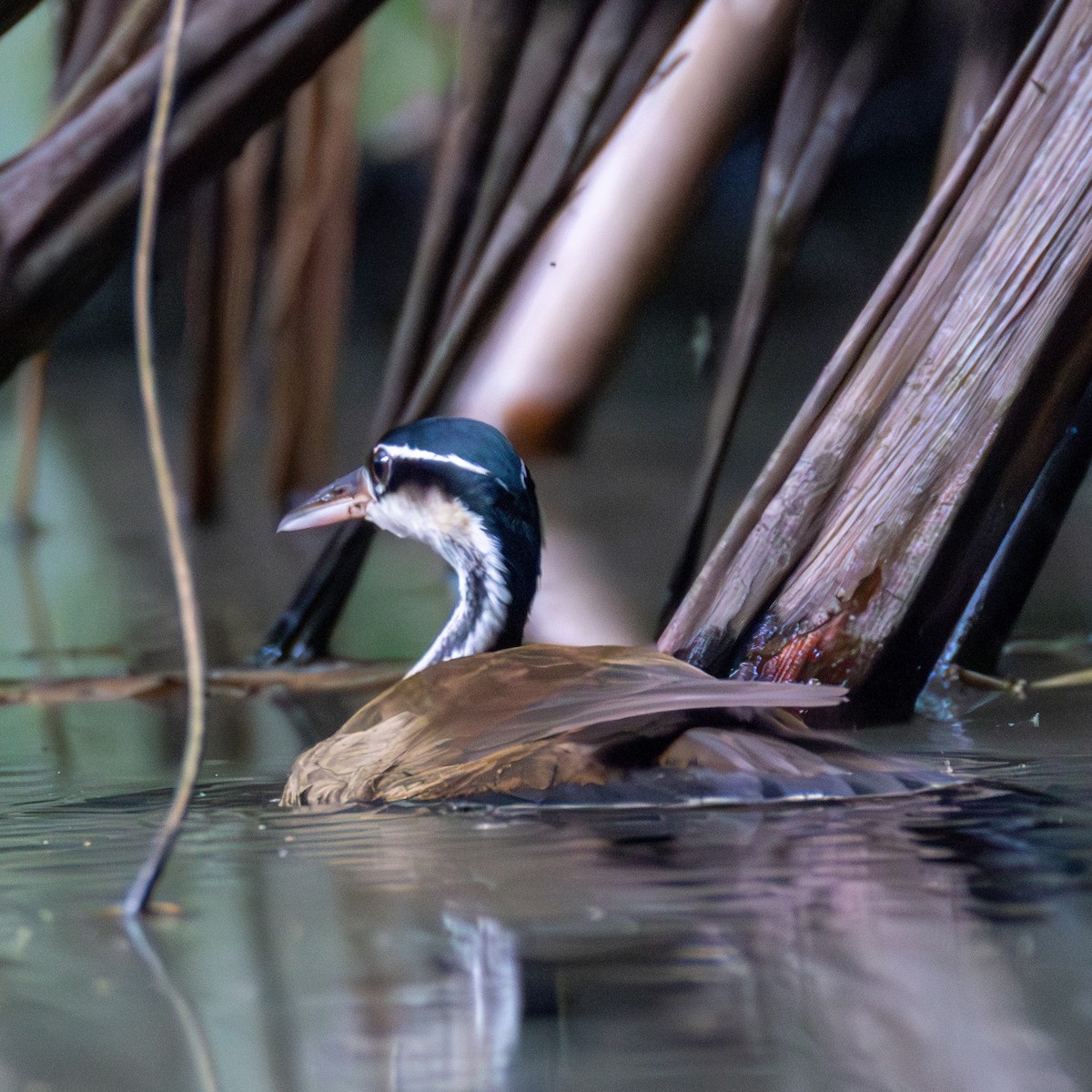 Sungrebe - ML637438416