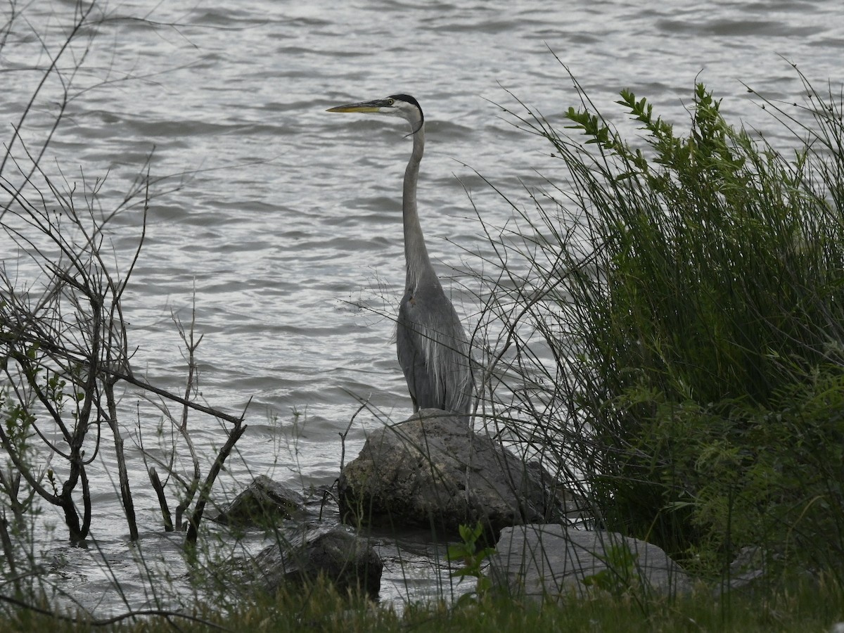 Great Blue Heron - ML637438464