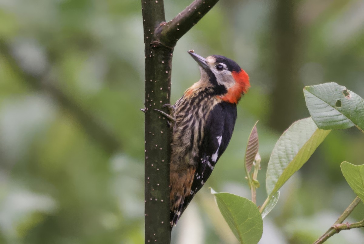 Crimson-naped Woodpecker - ML637438467