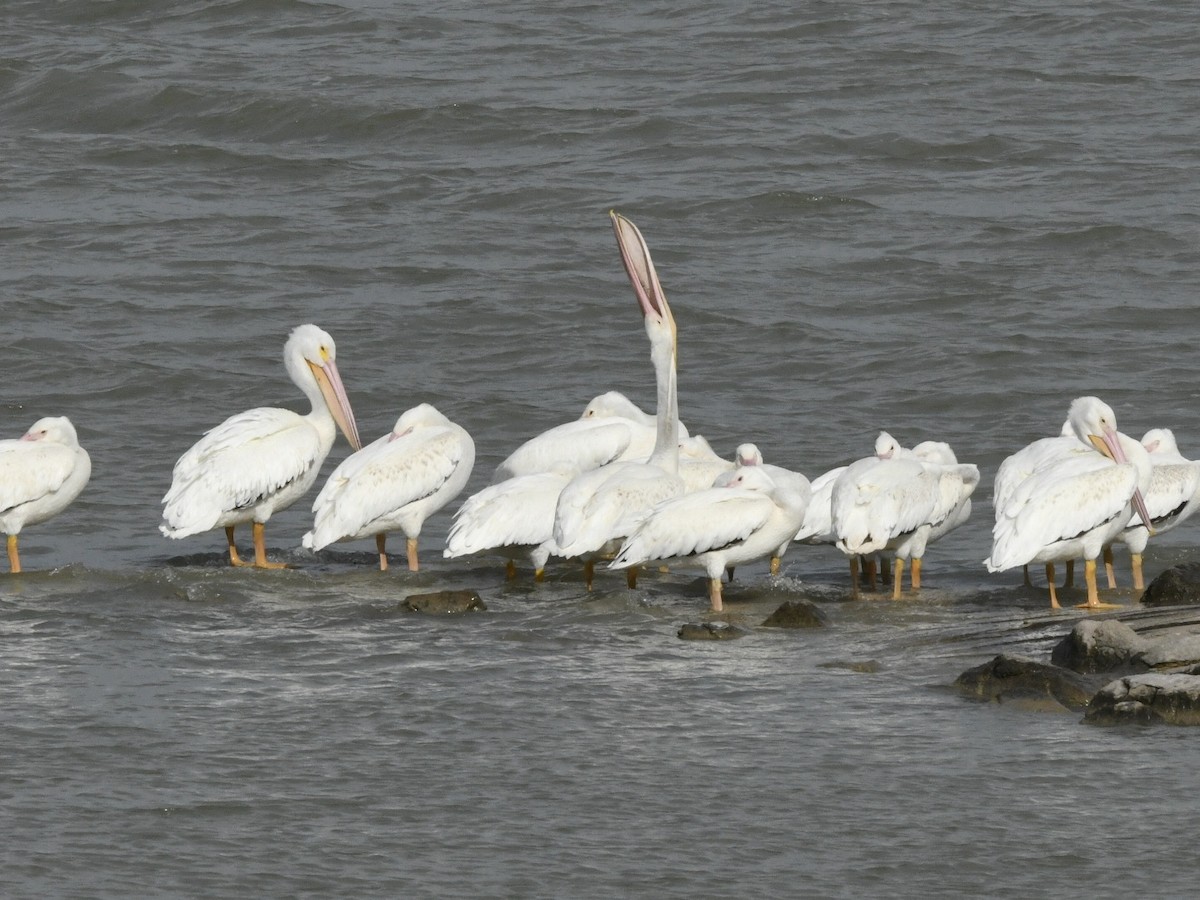 American White Pelican - ML637438483