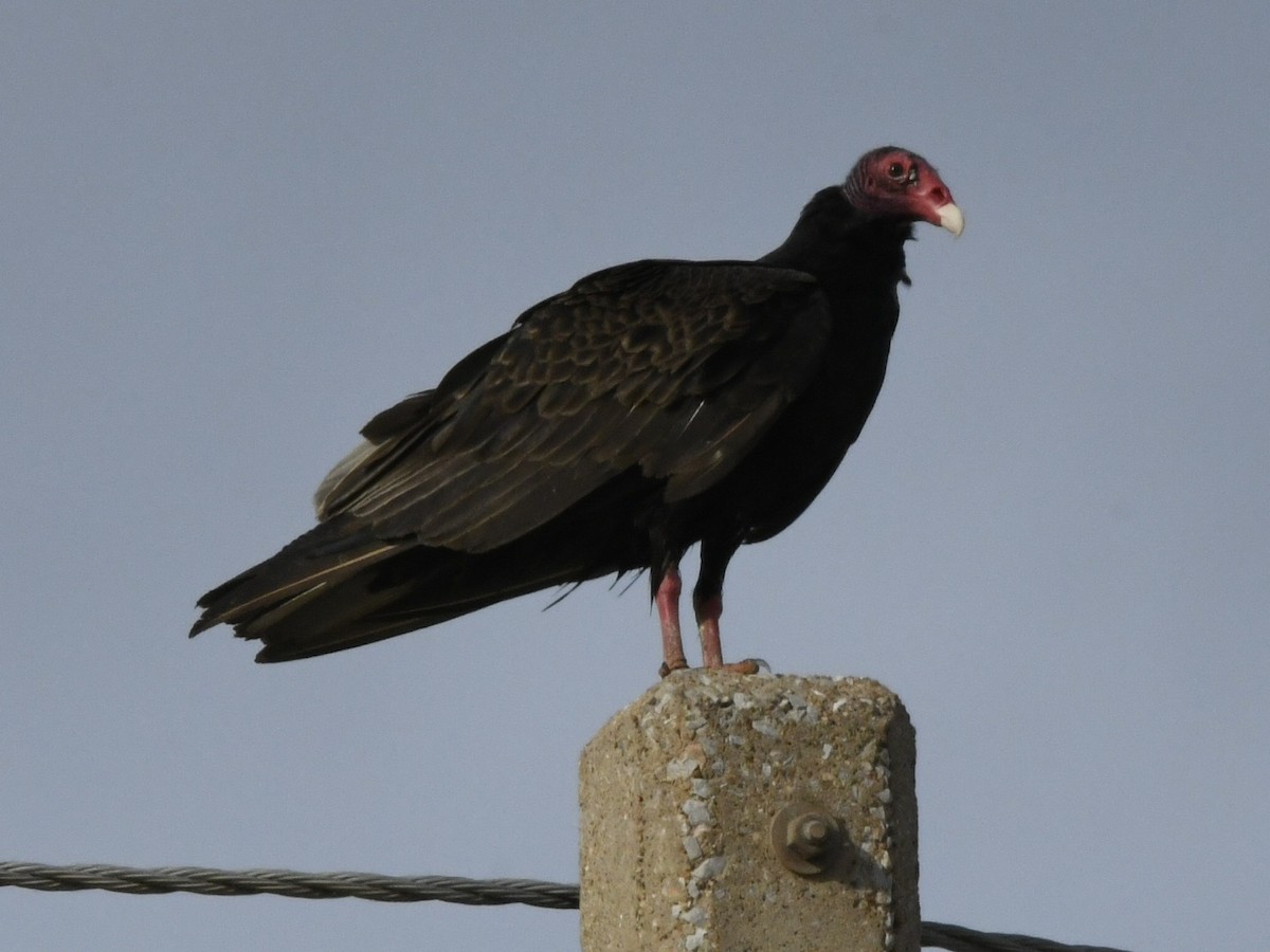 Turkey Vulture - ML637438487