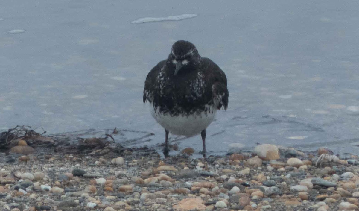 Black Turnstone - ML637438490