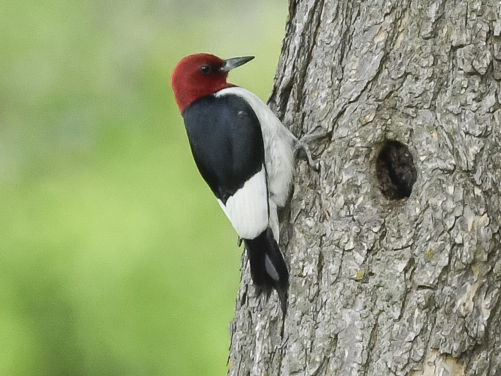 Red-headed Woodpecker - ML637438496