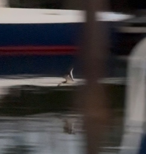 Black Skimmer - ML637438525
