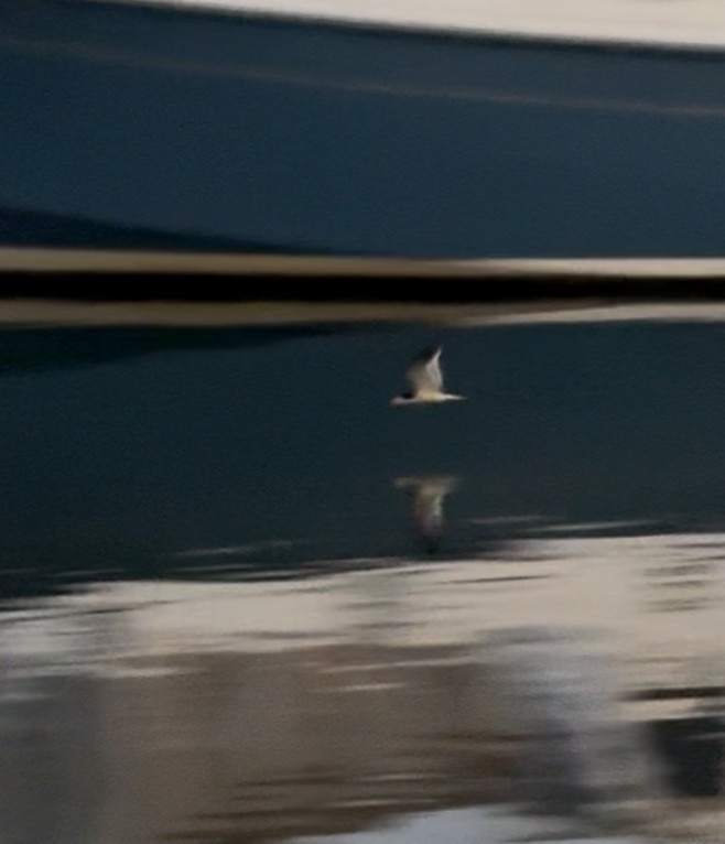 Black Skimmer - ML637438526
