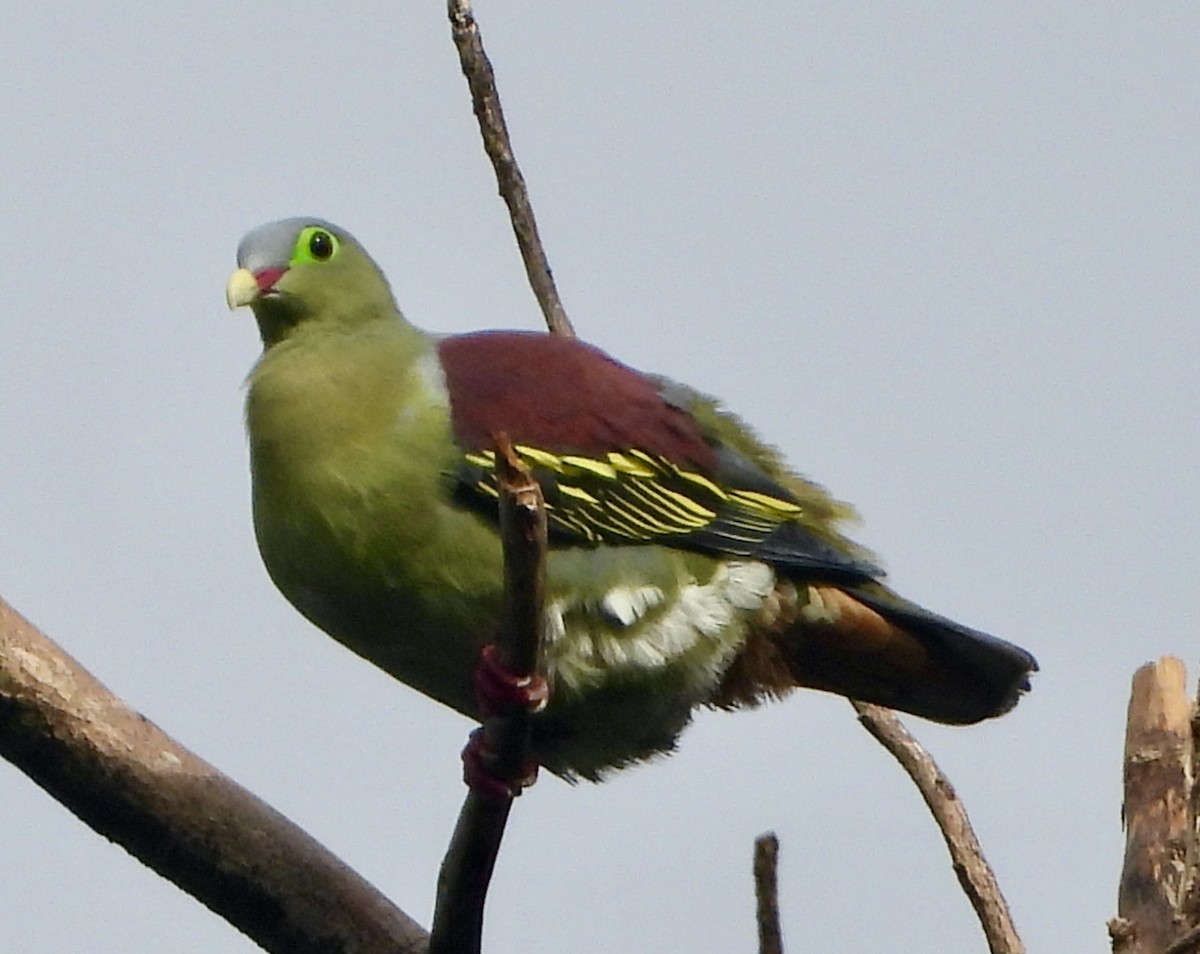 Thick-billed Green-Pigeon - ML637438533