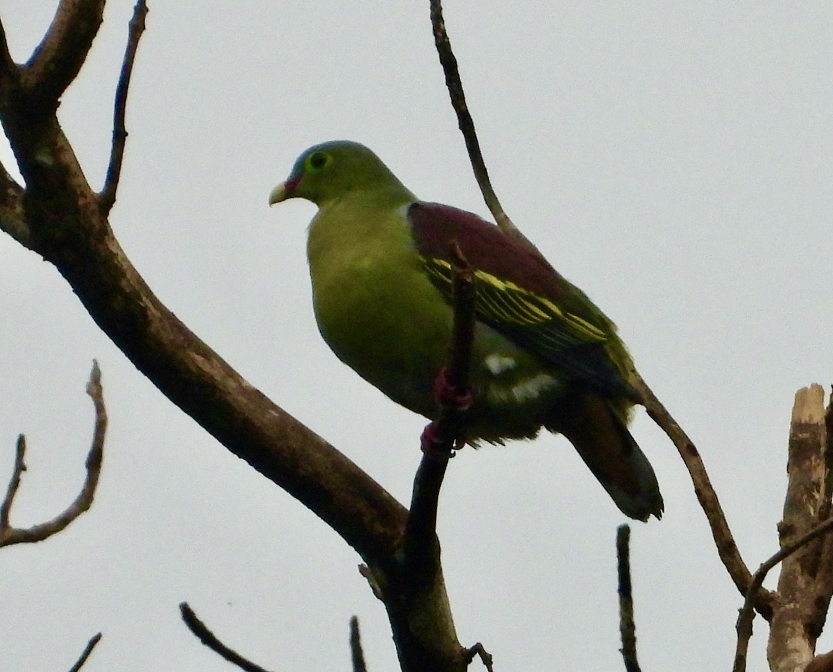 Thick-billed Green-Pigeon - ML637438535