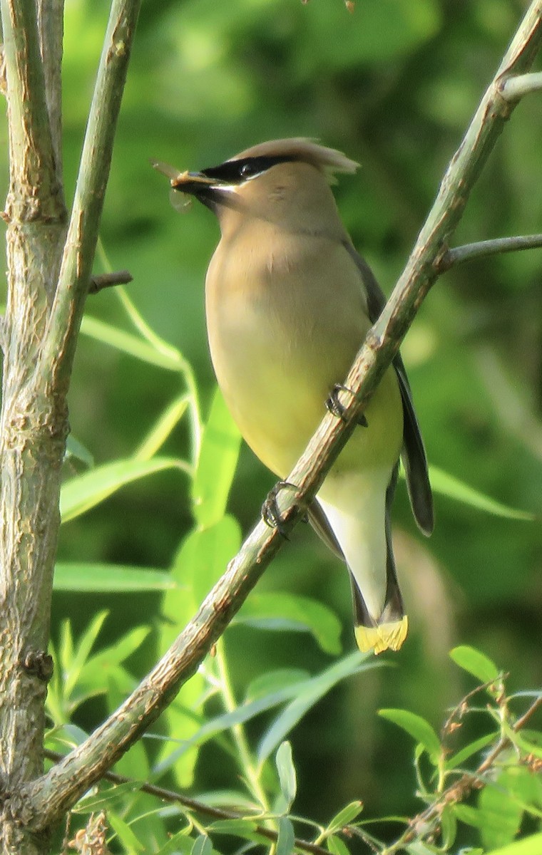 Cedar Waxwing - Monica Hoel