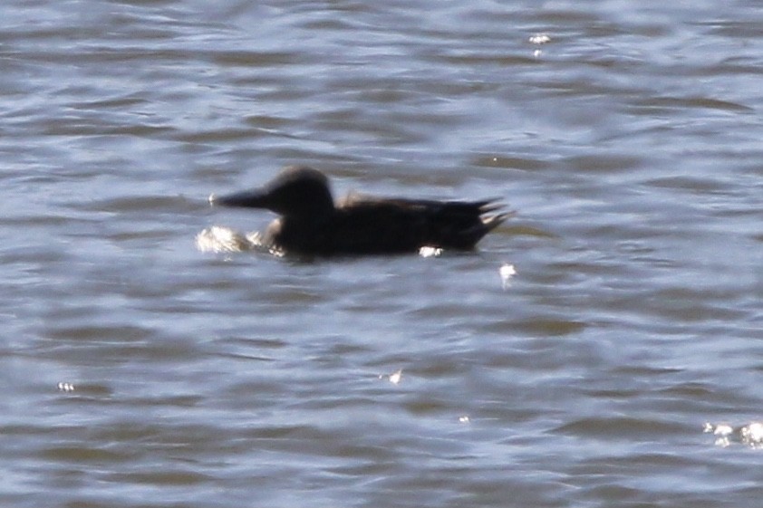 duck sp. - ML637438546